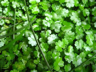 积雪草的功效与作用，积雪草对皮肤的作用