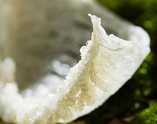 燕窝不能和什么一起吃，什么食物和燕窝相克