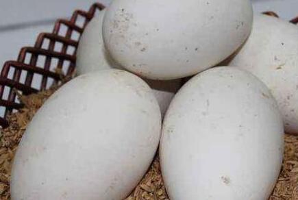 鹅蛋不能和什么一起吃， 鹅蛋与什么相克