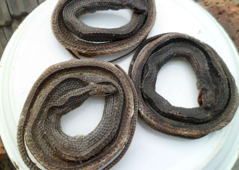 乌梢蛇的功效与作用