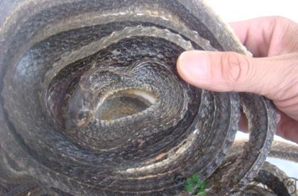 乌梢蛇的功效与作用