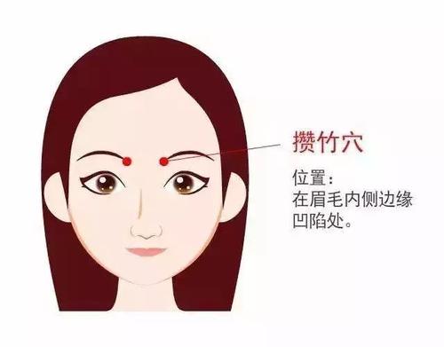 攒竹是读cuan还是zan？攒竹的作用，攒竹的准确位置图片