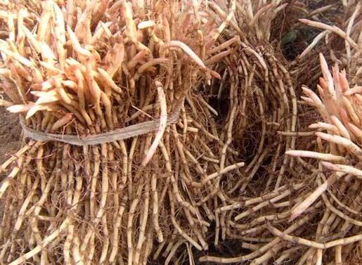 鱼腥草的功效与作用及禁忌