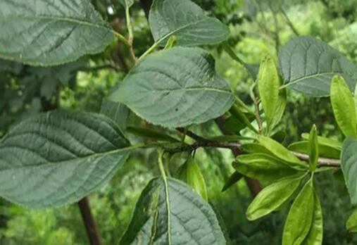 杜仲茶可以长期喝吗，杜仲茶的禁忌