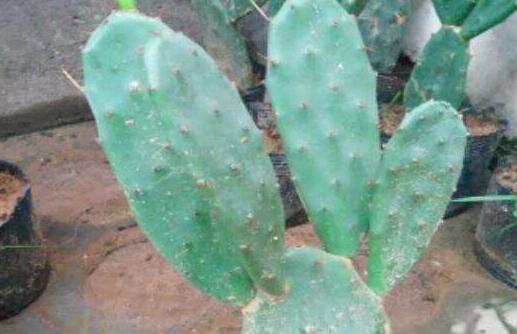 仙人掌的作用与功效及禁忌