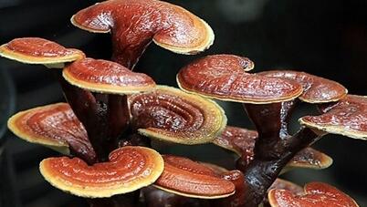 灵芝不能和什么一起吃，与灵芝相克的食物