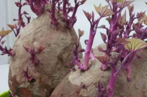 红薯发芽了还能吃吗，红薯长出了紫色的芽还能吃吗