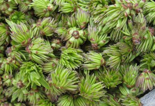 杜仲雄花茶的作用与功效的功效