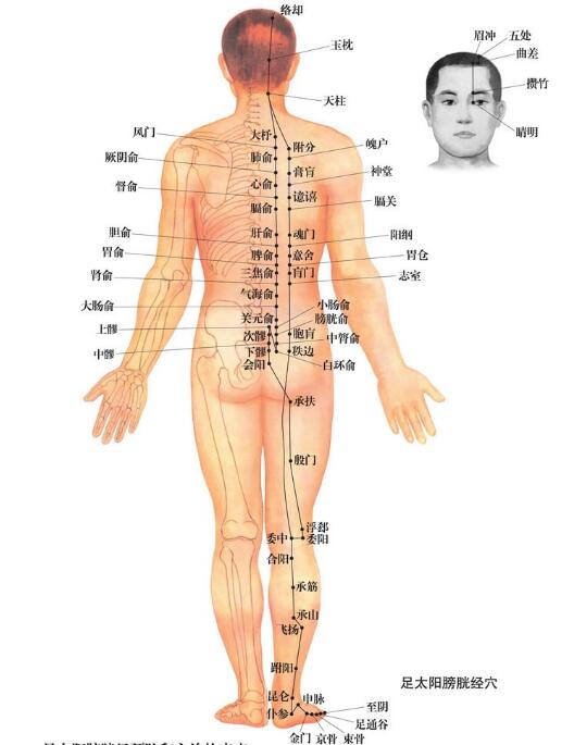膀胱经的作用与功能，膀胱经的走向图