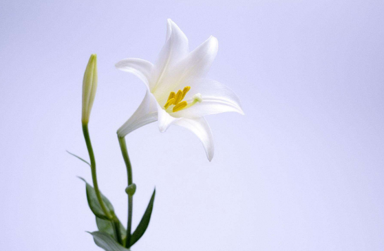 百合花的功效与作用及食用禁忌