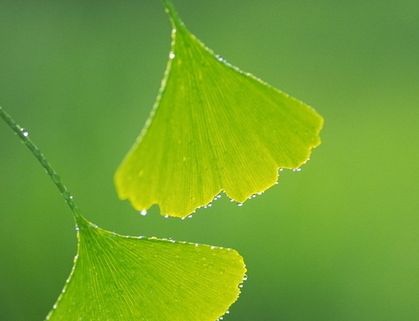 银杏叶的功效与作用及禁忌