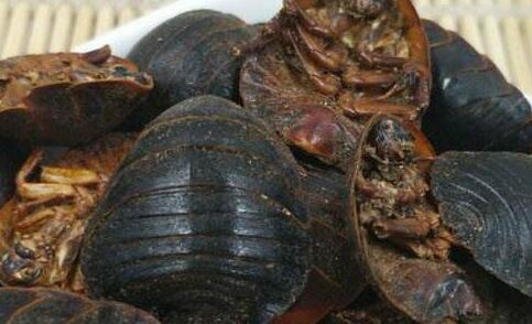 土鳖虫的功效与作用及食用方法，吃土鳖虫要禁忌什么