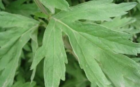 艾草的功效与作用及禁忌