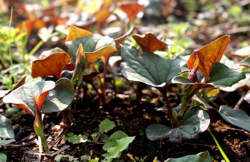 鱼腥草的副作用，鱼腥草的食用禁忌