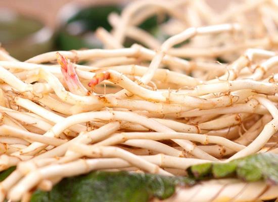 鱼腥草的副作用，鱼腥草的食用禁忌