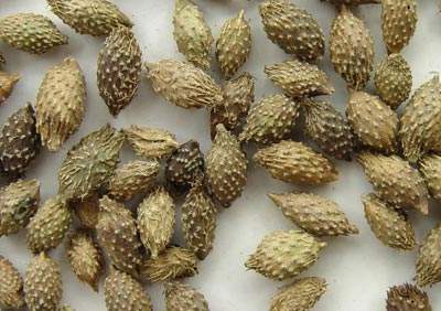 苍耳子的功效与作用及禁忌