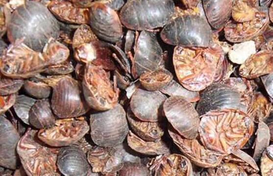 土鳖虫怎么吃效果最好？哪些人不能服用土鳖虫？