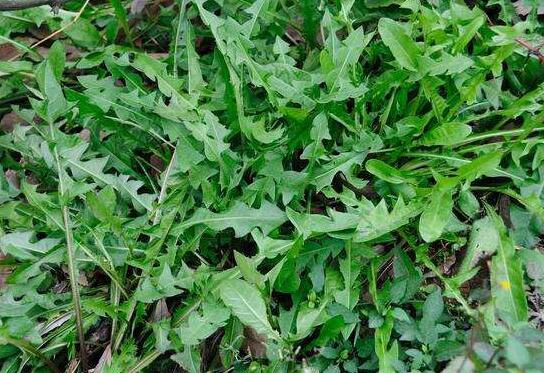 荠菜的功效与作用及禁忌