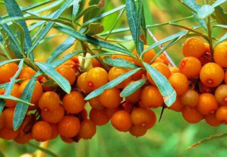 沙棘的功效与作用及禁忌