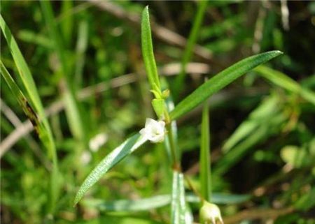 白花蛇舌草的功效与作用及禁忌