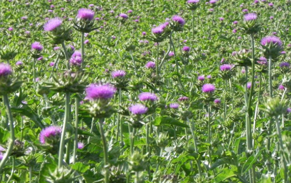 水飞蓟的功效是什么？日常调养肝脏还可以吃什么？