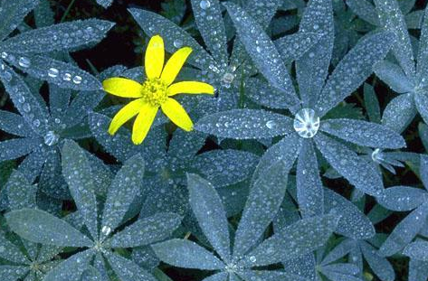 白露节气的含义是什么，白露节气的由来