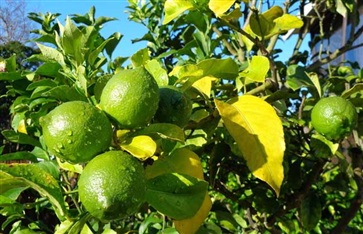 夏季养生饮食 四项夏季养生知识点