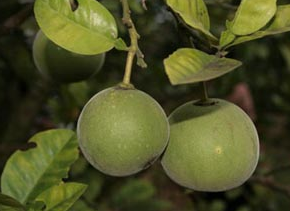 化橘红泡水喝治咽炎吗，化橘红不适合哪些人