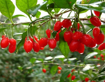 枸杞子的功效与作用 	枸杞泡茶的正确方法