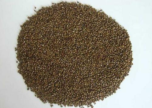 决明子的副作用，决明子的食用禁忌