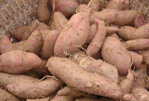 红暑不能和什么一起吃？