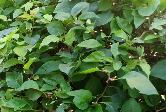 白茶的功效与作用及禁忌