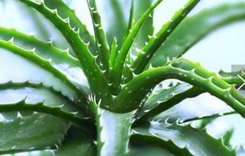 芦荟的功效与作用及禁忌