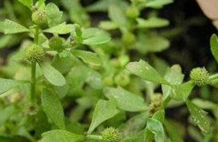 鹅不食草俗名叫什么，鹅不食草的功效与作用