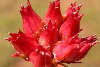 红景天的功效与作用及禁忌