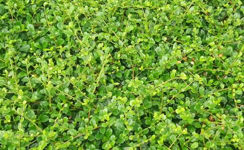 湿气重怎么调理，女性湿气重吃什么好