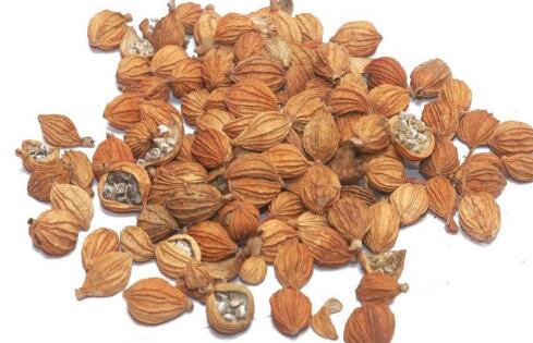 砂仁的功效与作用及禁忌