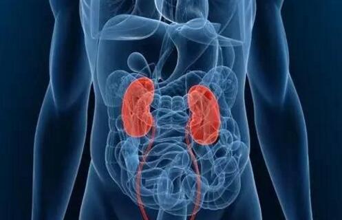 肾在哪里，保护肾脏的6个措施！