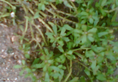 鹅不食草怎么使用，鹅不食草的副作用