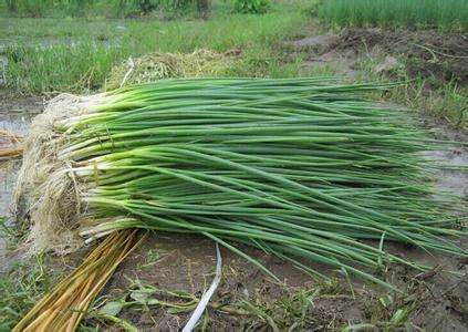 葱的功效与作用及禁忌，葱的副作用