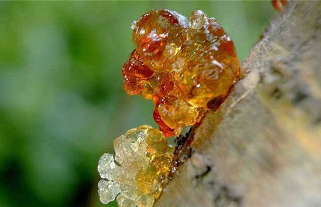 桃胶的功效与作用？桃胶多少钱一斤？