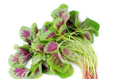 苋菜的功效与作用及禁忌