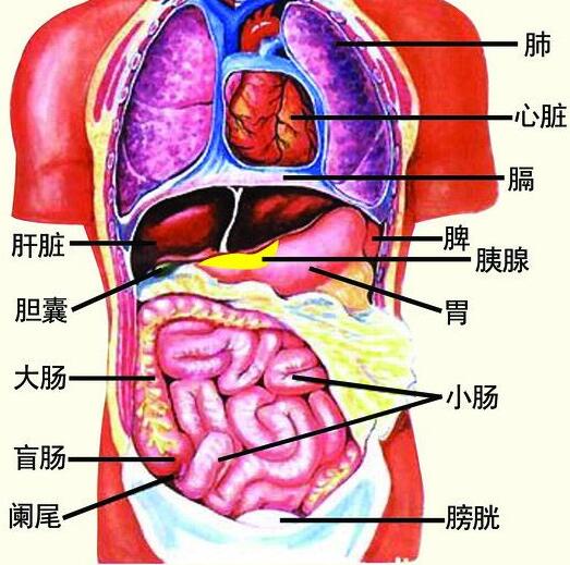 五脏六腑图:身体结构图五脏六腑
