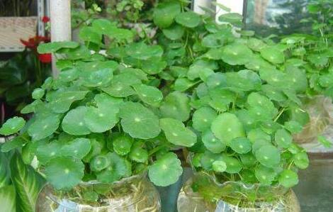 铜钱草的功效与作用及食用方法