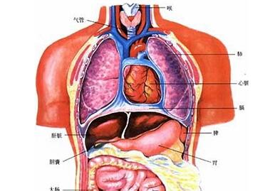 五脏指的是什么,五脏六腑对应的五行