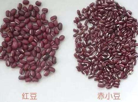 赤小豆和红豆的区别有哪些?