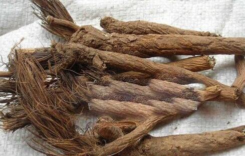 漏芦的功效与作用及禁忌