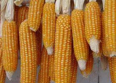 玉米的功效与作用及禁忌