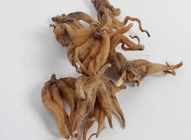 手掌参的功效与作用及食用方法