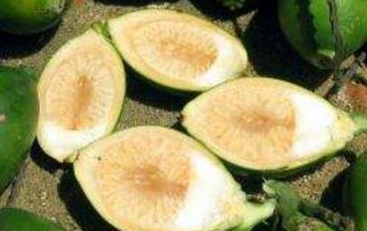 槟榔的功效与作用及危害